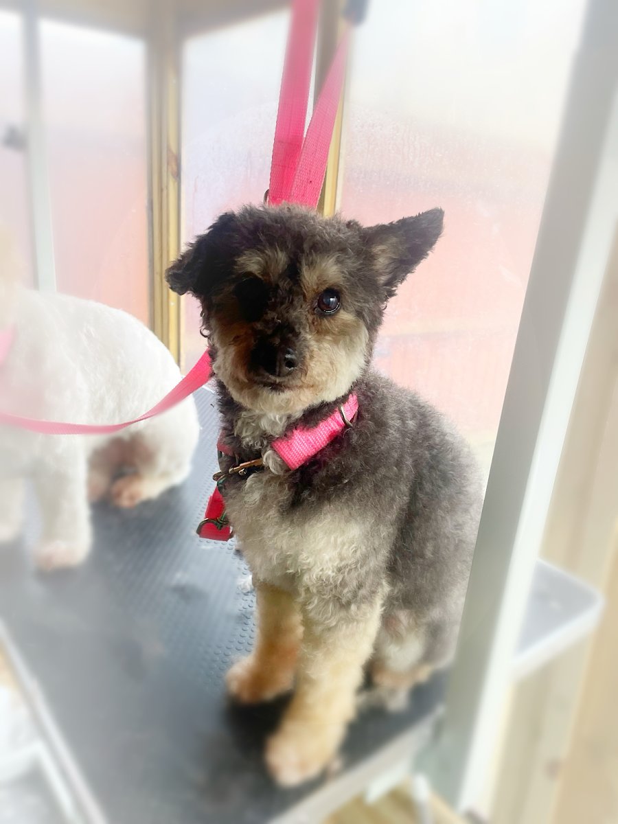 A Touch of Paws - Photo 2