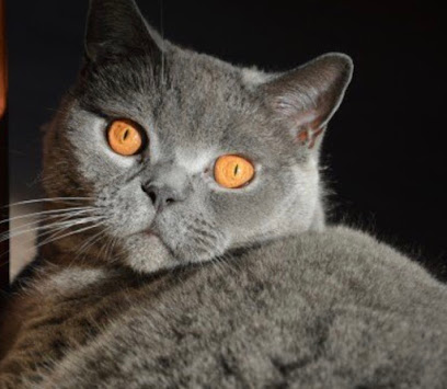 Top Cat Country House Hotel - Pet Shop in Bath