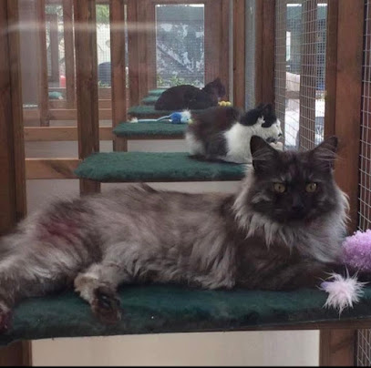 Woodborough cattery - Pet Shop in Bath