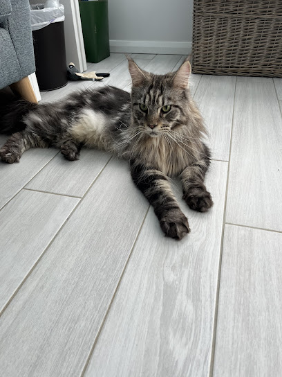Purrcasso Cat Grooming - Pet Shop in Bath