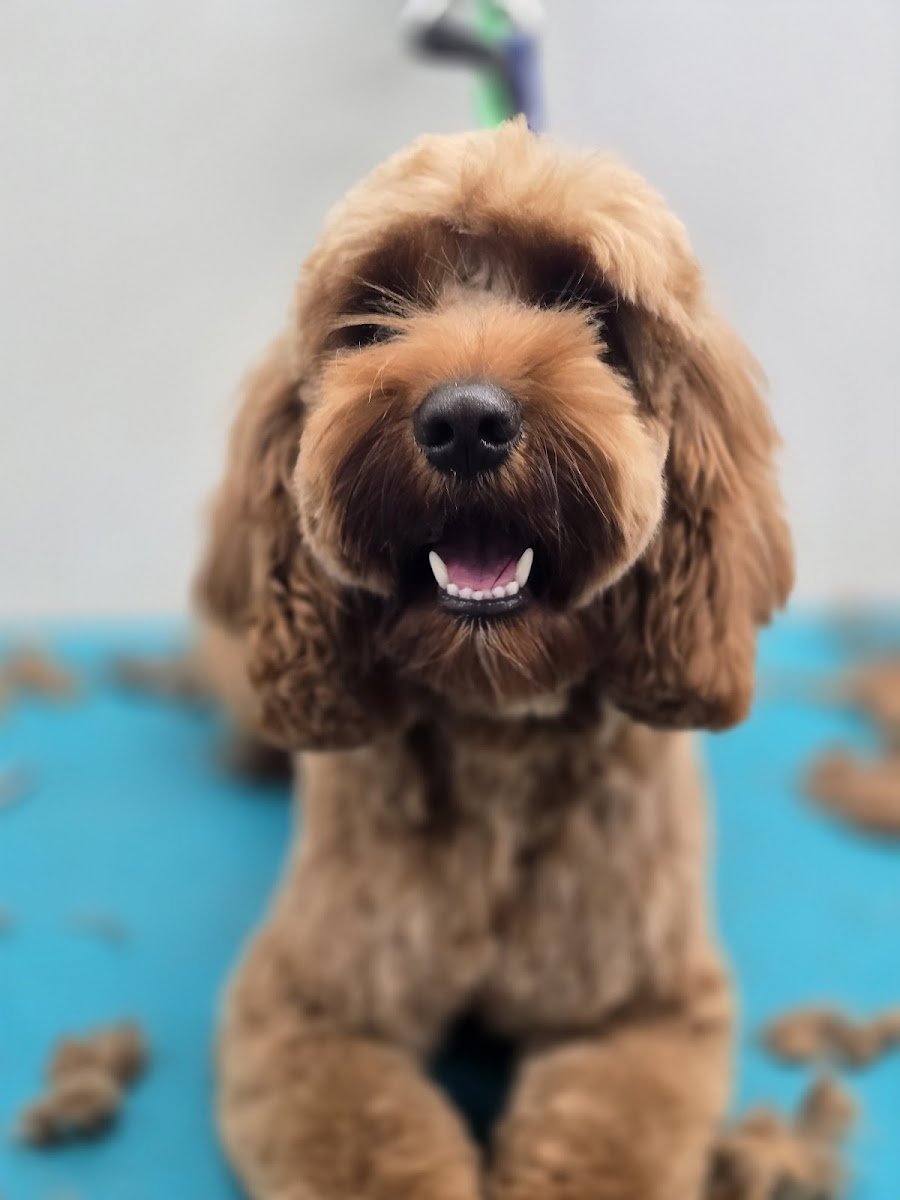 Millionhairs Dog Grooming - Photo 2