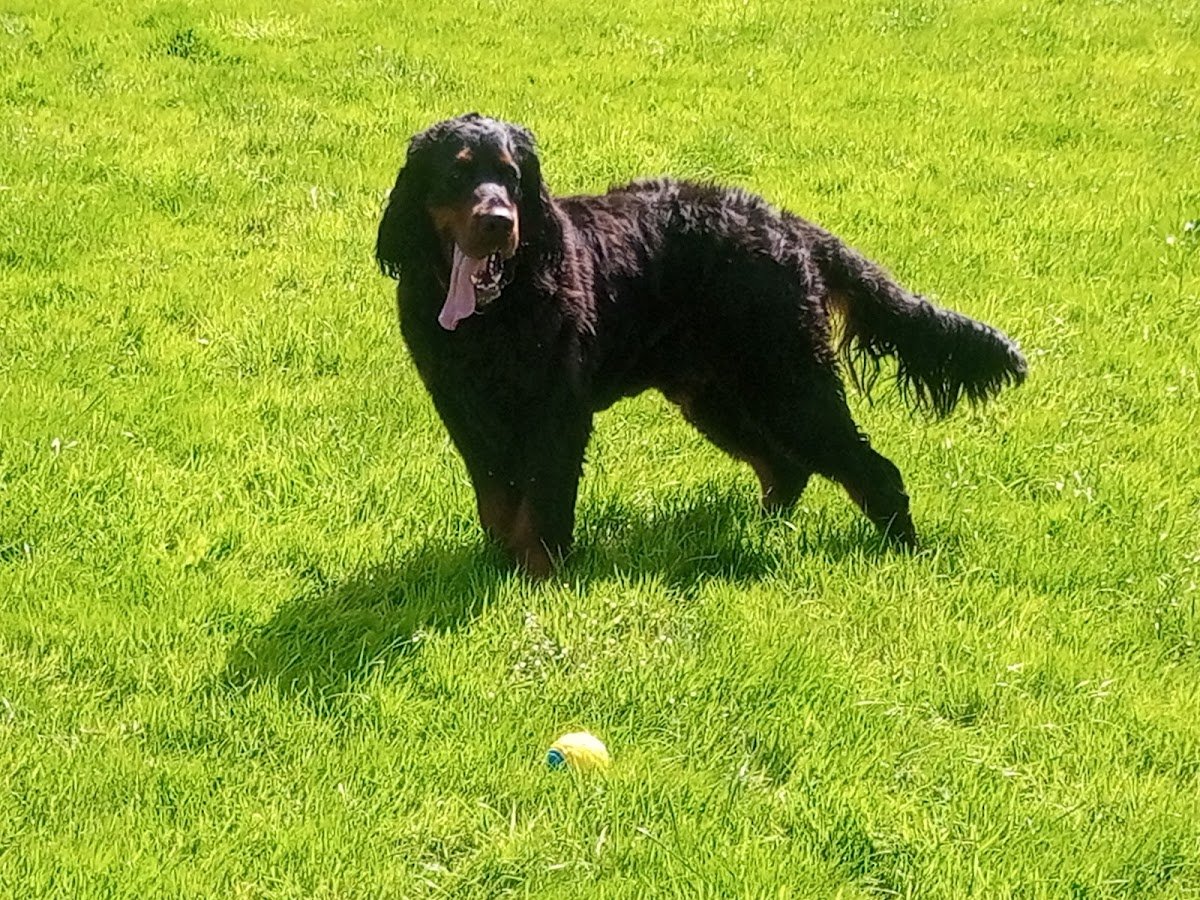 Hyver Boarding Kennels - Photo 2