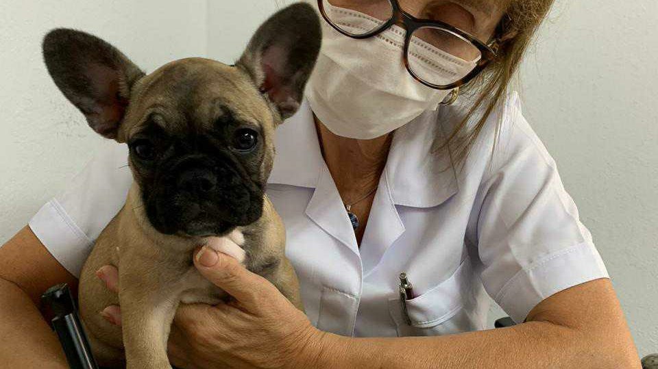 Med Mais Cão