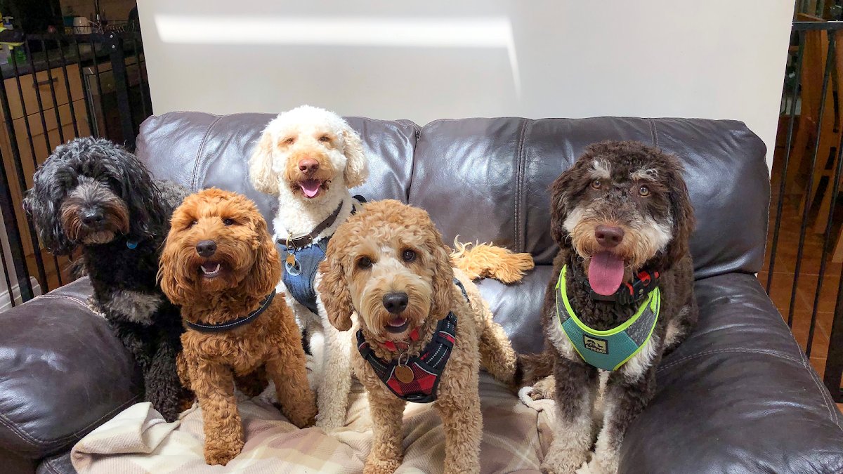Furever Friends - Photo 2