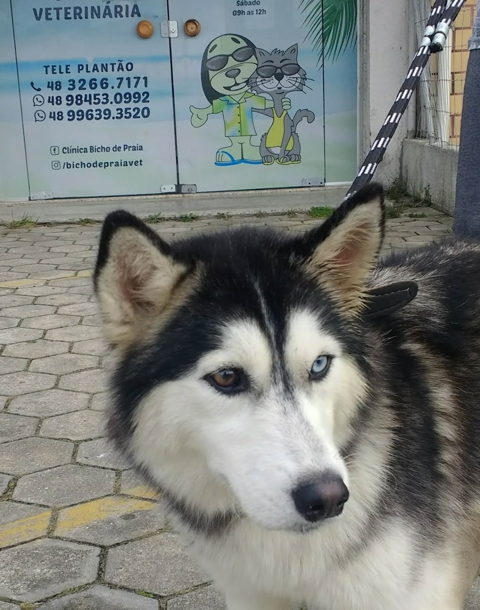 Clinica Veterinária Bicho de Praia