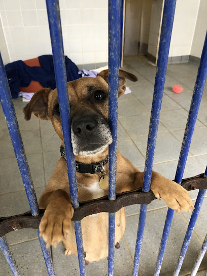 Bath Cats & Dogs Home - Pet Shop in Bath