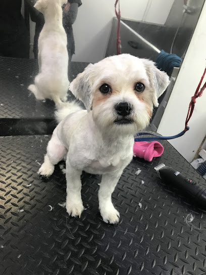 Woofingtons Mobile Dog Grooming - Pet Shop in Bath