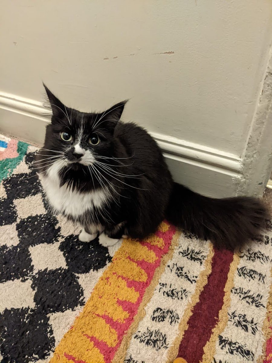 Emmy Lou Cat Care - Photo 2