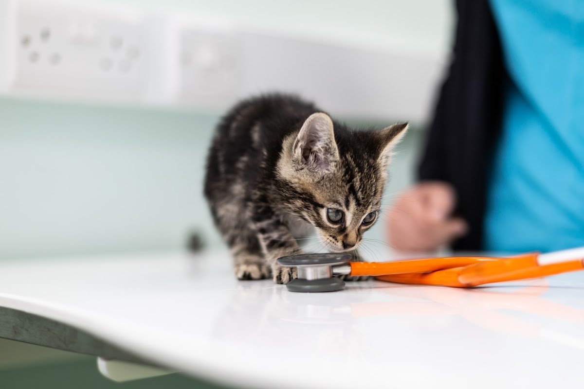 Green Lane Veterinary Centre- Chester - Photo 2