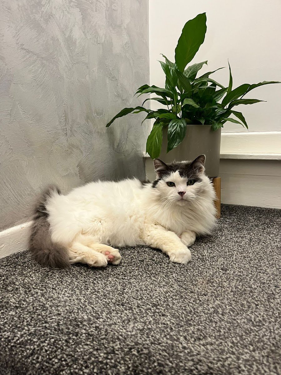 Cat Sitting Chester - Photo 2