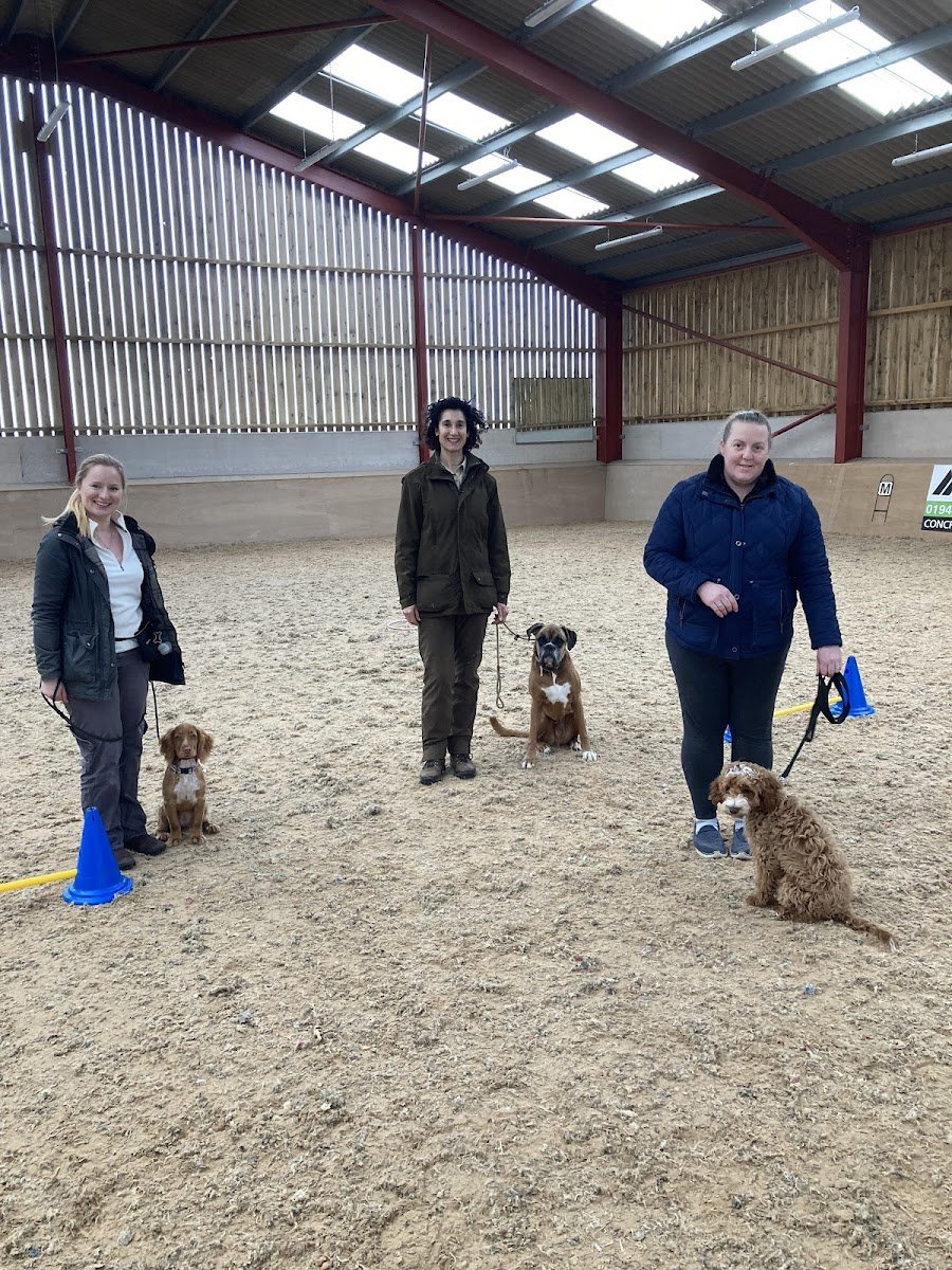 Dog Training With Rachael - Photo 2