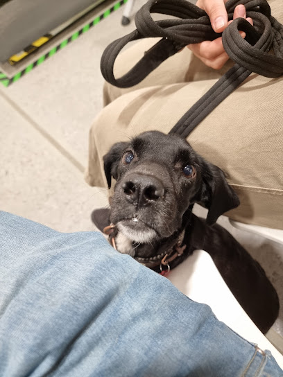 Vets4Pets Chester Caldy