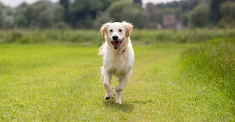 My Best Friend Dog Care Chester