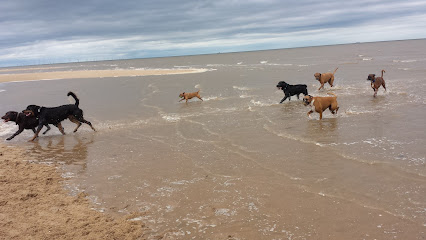 CANINE CAPERS OF CHESTER