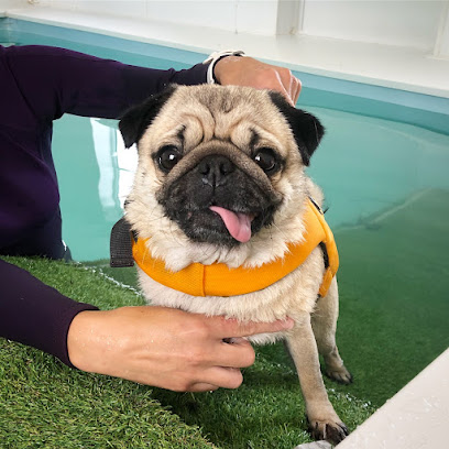 Country Canines Hydrotherapy