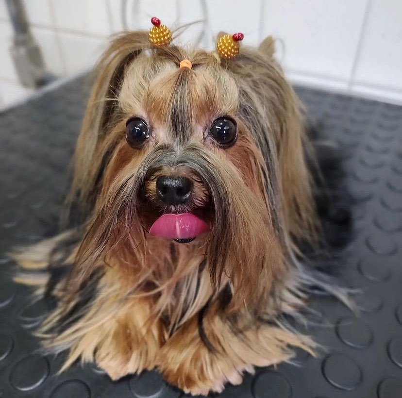 Veterinária Santa Tereza