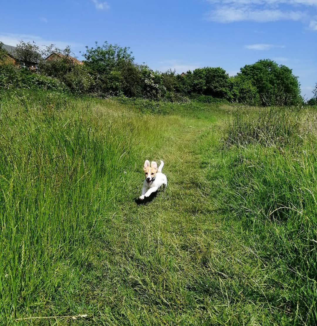 Be PAWsitive Pet Services - Photo 2