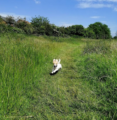 Be PAWsitive Pet Services