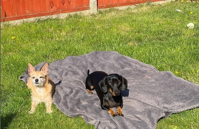 Hugo's Friends - Photo 2