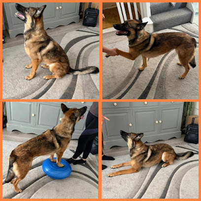 Step Ahead Veterinary Physiotherapy