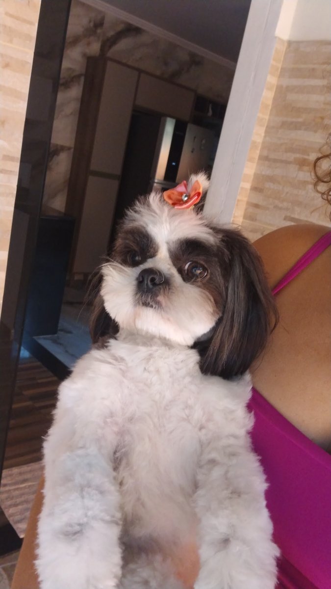 Banho & Tosa Petshop Amigo Feliz - Pet Shop em Magé
