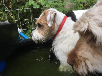 The Dog Day Care Club - Pet Shop in Cheltenham