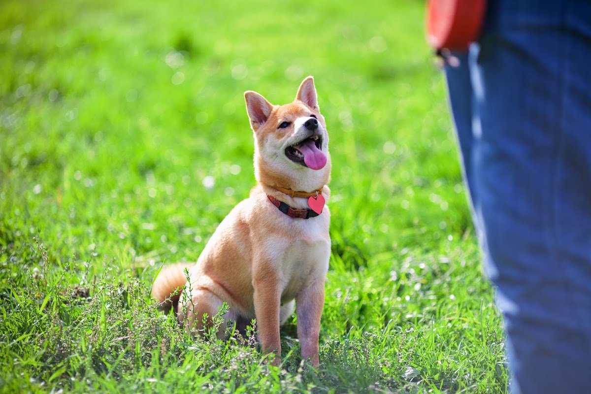Joyful Dogs - Photo 2