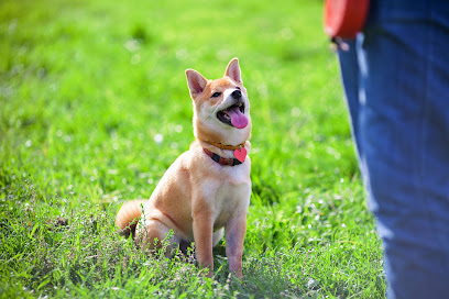 Joyful Dogs - Pet Shop in Cheltenham
