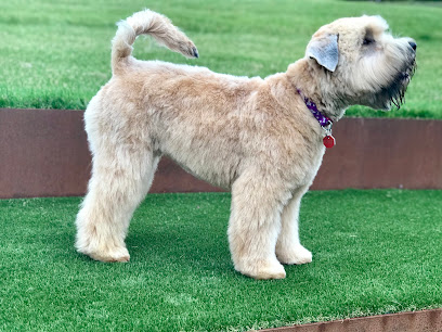 Cottage Canine Grooming - Pet Shop in Cheltenham