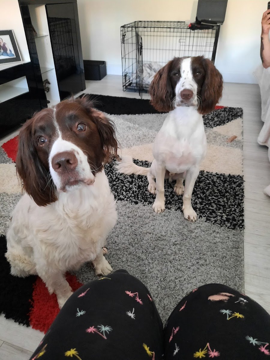 K9 Holidays & Grooming - Photo 2