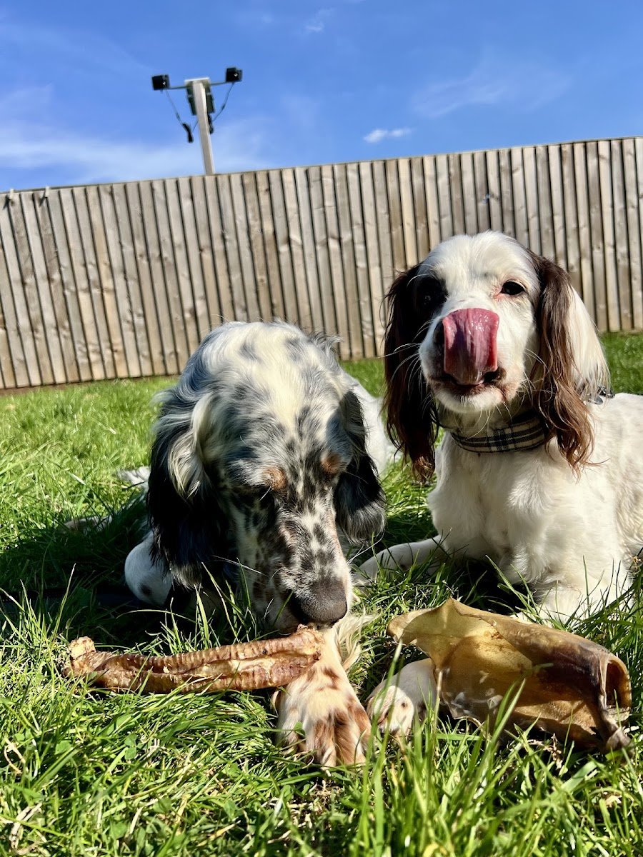Four Hungry Paws - Photo 2