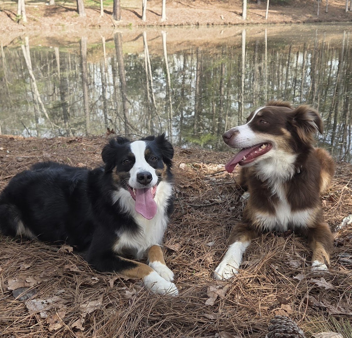 Cerberus K9 Training LLC - Photo 2