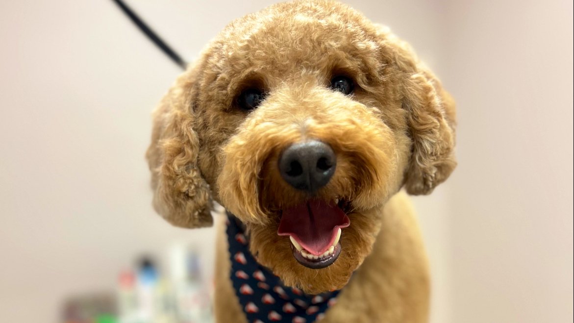 Raleigh Grooming Co. - Photo 2