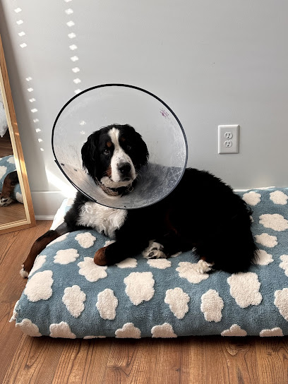 Animal Emergency Hospital & Urgent Care