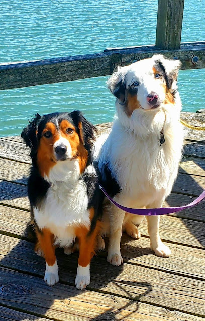 Dog Diggity Daycare & Boarding