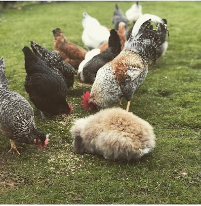 Feather fur & fluff pet sitting - Pet Shop in Cheltenham