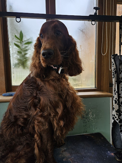 Cotswold Canine Clipping - Pet Shop in Cheltenham