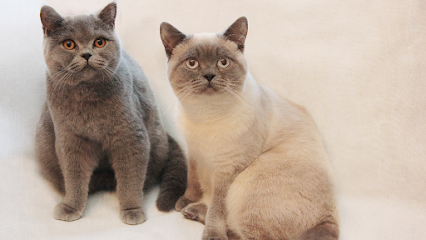 Muffin & Poppy - British Shorthair Breeder - Pet Shop in Cheltenham