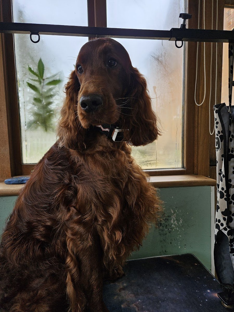 Cotswold Canine Clipping - Photo 2