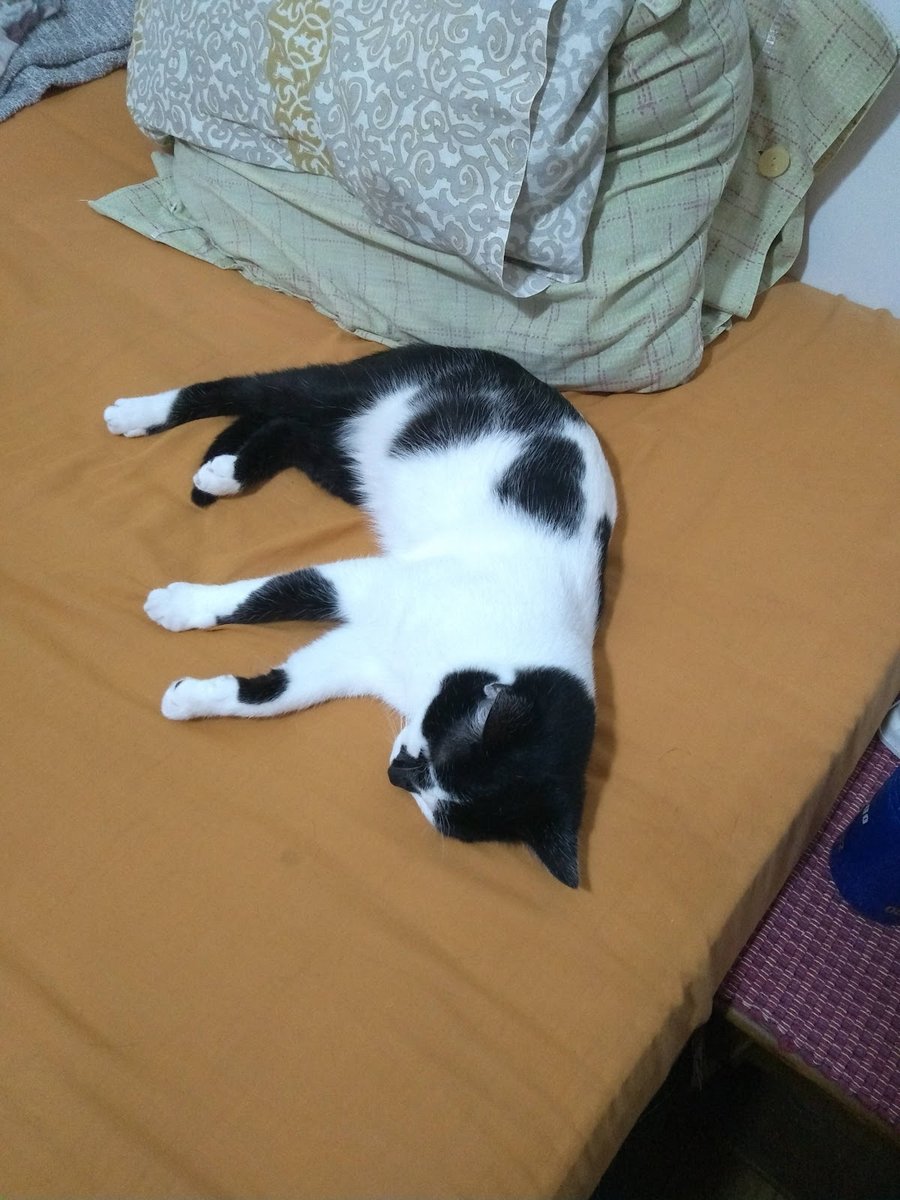 Veterinária Mosela - Dr. Ronaldo Nassif - Petrópolis