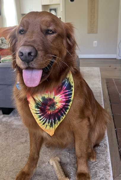 Brushed Dog Grooming