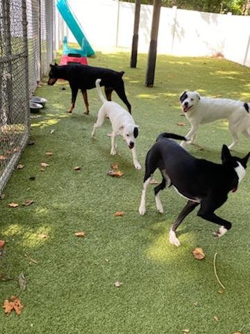 Armadale Farm Kennel - Photo 2