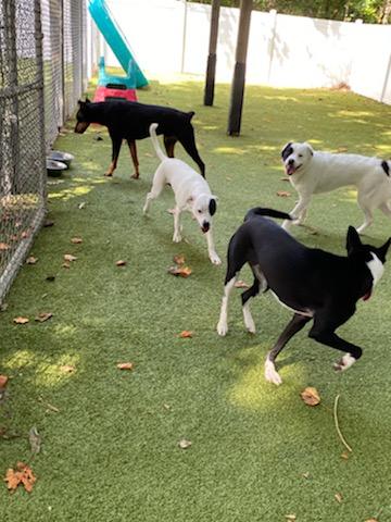Armadale Farm Kennel