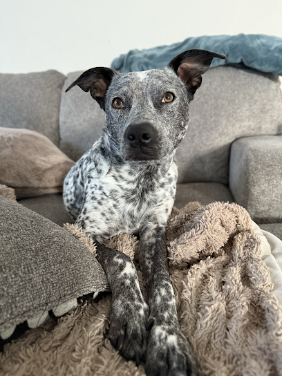 Faith and Fur Pet Care