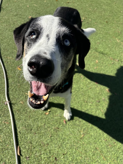 Paws at Play of Raleigh