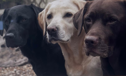 Willow Pet Services and Dog Grooming Salon