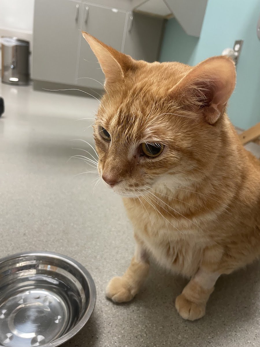 Small Animal Services: Emergency - Photo 2