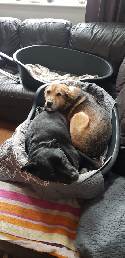 Alexiane Home From Home Kennels