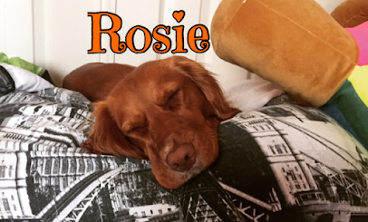 Rosie and Nim - In House Grooming