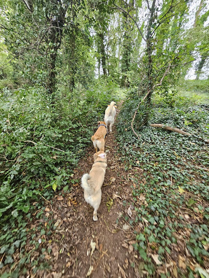 Barkston Dog Adventures